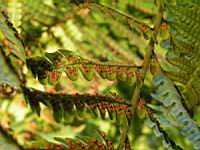 Fougere - Dryopteris Affinis subsp Cambrensis (fam Dryopteridacees) (Europe, Asie) (3) (Photo F. Mrugala)